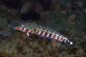 Parapercis clathrata