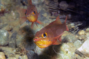 Ostorhinchus monospilus