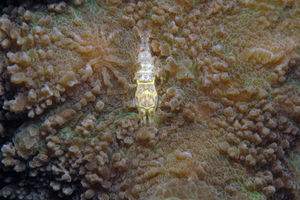 Metapontonia scorpio