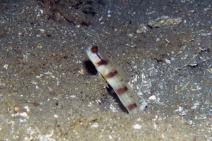 Amblyeleotris gymnocephala
