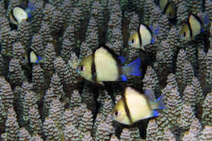 Dascyllus reticulatus