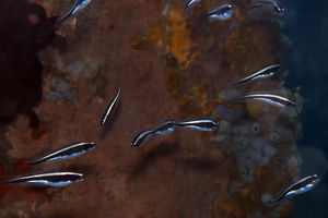 Pholidichthys leucotaenia