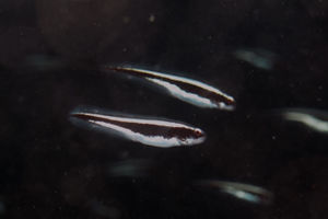 Pholidichthys leucotaenia