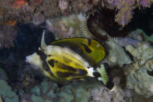 Cantherhines fronticinctus