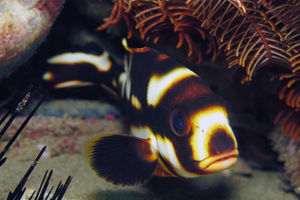 Plectorhinchus vittatus