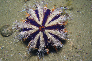 Tripneustes gratilla