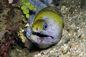 Gymnothorax rueppelliae