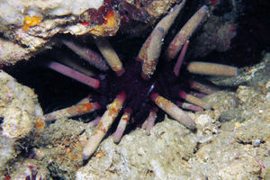 Phyllacanthus longispinus