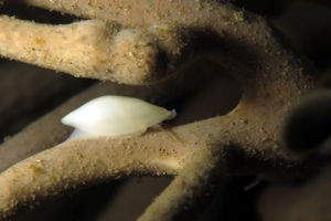 Naviculavolva kurziana