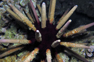 Phyllacanthus longispinus