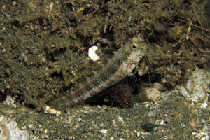Salarias guttatus