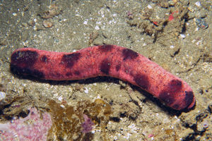 Holothuria (Halodeima) edulis