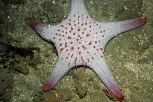 Pentaceraster gracilis