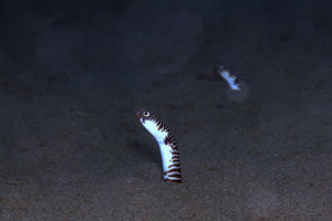 Heteroconger polyzona