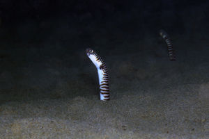 Heteroconger polyzona