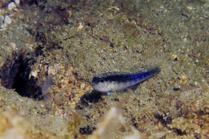 Asterropteryx striata