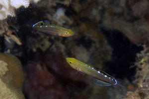 Koumansetta rainfordi