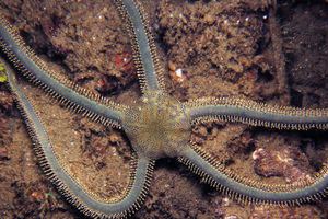 Ophiarachna incrassata