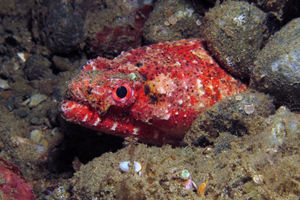 Brachysomophis henshawi