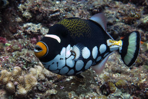 Balistoides conspicillum