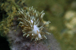 Phestilla goniophaga