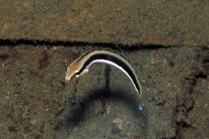 Aspidontus dussumieri