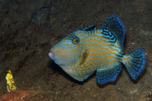 Pseudobalistes fuscus