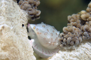 Diminovula margarita