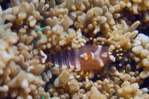 Pliopontonia furtiva