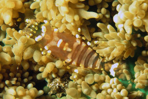 Pliopontonia furtiva