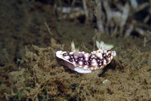 Goniobranchus geometricus