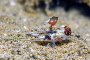 Fusigobius signipinnis