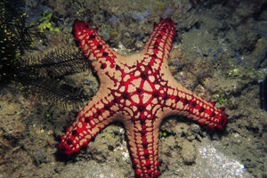 Protoreaster lincki