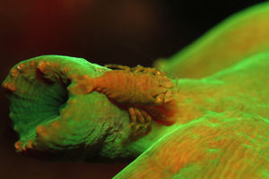 Pontonides maldivensis