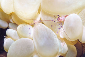 Palaemonella colemani