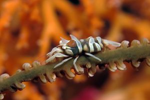 Dasycaris zanzibarica