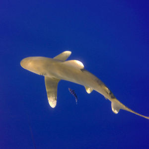 赫尔加达 Hurghada