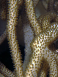 短头肖孔海龙鱼