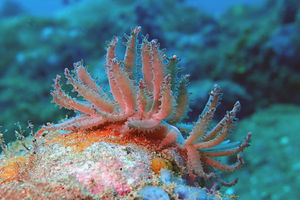 Phyllodesmium pinnatum