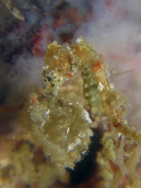 萨托米豆丁海马