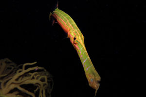 Aulostomus chinensis