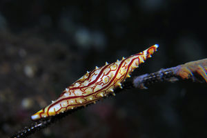 Phenacovolva subreflexa