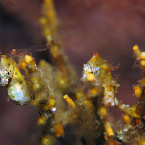 Hippocampus pontohi