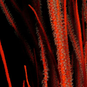 Ellisella ceratophyta
