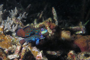 Synchiropus splendidus