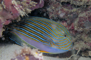 Acanthurus lineatus