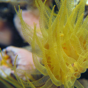 Actiniaria