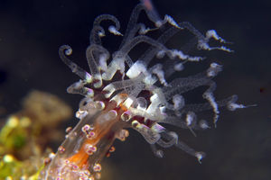 Alicia sansibarensis