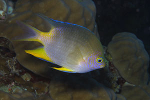 Amblyglyphidodon aureus