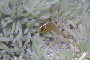 Amphiprion perideraion